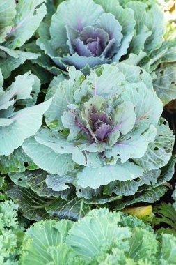 Bahçe doğa ile baş lahana