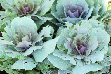 Bahçe doğa ile baş lahana