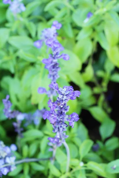 Lila Salvia Blommor Vacker Trädgården — Stockfoto