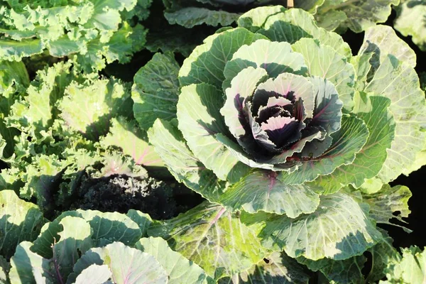 Repollo Jardín Con Naturaleza —  Fotos de Stock