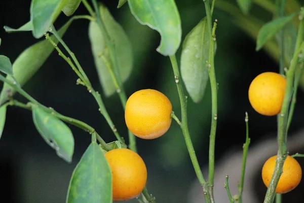 Fruta Naranja Madura Cuelga Árbol — Foto de Stock