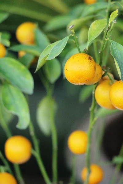 Fruta Naranja Madura Cuelga Árbol — Foto de Stock