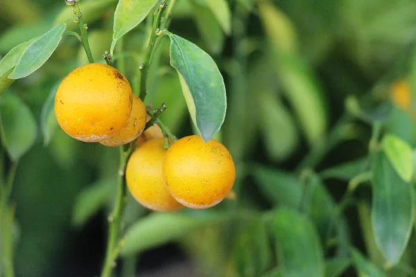 Frutta Matura Arancio Pende Sull Albero — Foto Stock