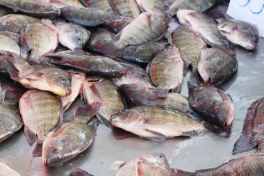 Taze balık sokak gıda yemek pişirmek için