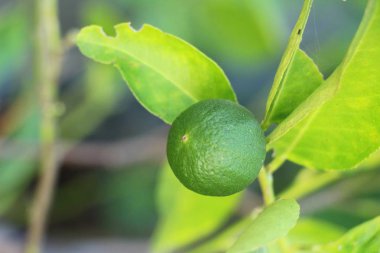 Limon meyve ağaç doğa ile