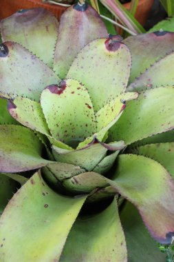 Bromeliad Çiçek bahçesinde bulunan doğa
