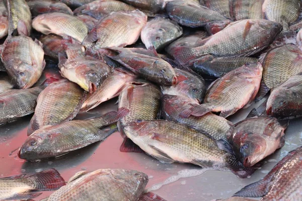 Świeżych Ryb Gotowania Przy Ulicy Żywności — Zdjęcie stockowe