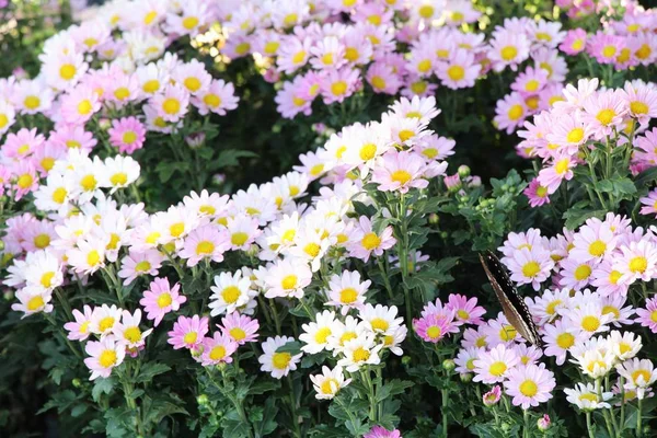 Fiore Crisantemi Bello Con Farfalla Giardino — Foto Stock