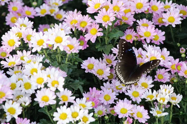 Chrysanthemums flower is beautiful with butterfly in garden