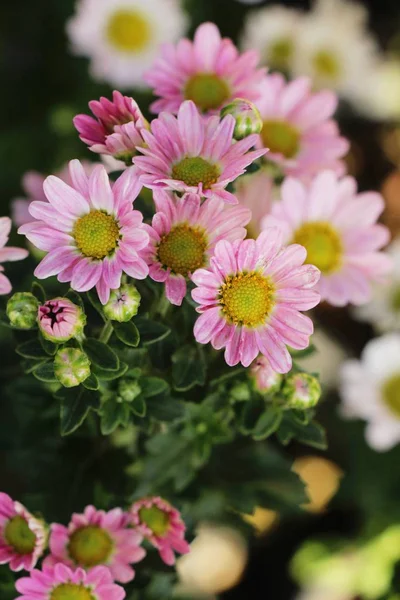 Crisantemi Fiore Bello Giardino — Foto Stock