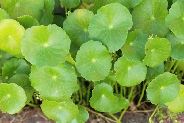 Asya Pennywort Doğa Ile Organik — Stok fotoğraf