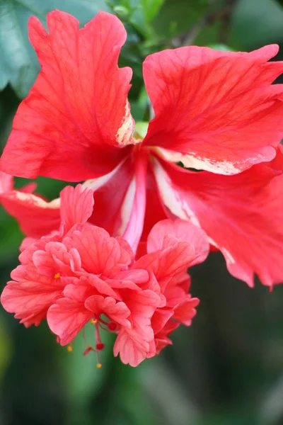 Hibiscus Fleur Belle Dans Nature — Photo