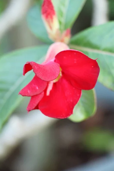 庭のツツジの花は美しい — ストック写真