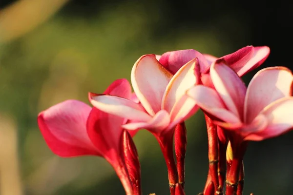 Plumeria Fleur Avec Belle Dans Nature — Photo