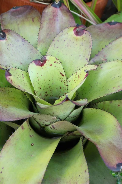 Bromeliade Fiore Giardino Con Natura — Foto Stock