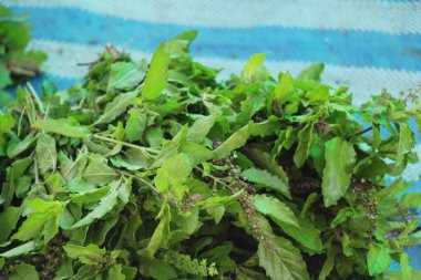 belgili tanımlık çarşı içinde yemek pişirmek için taze fesleğen