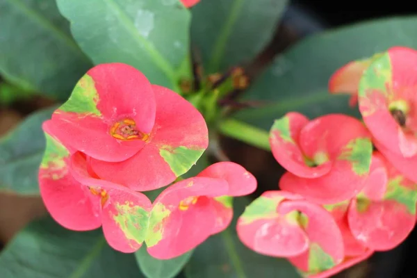 Euphorbia Milli Corona Espinas Naturaleza — Foto de Stock