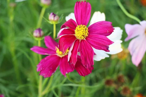 Vackra Kosmos Färgglada Blommor Trädgården — Stockfoto