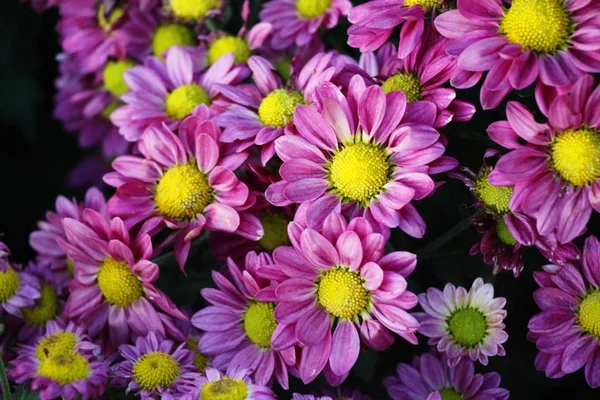 Kasımpatı Çiçeği Bahçede Güzeldir — Stok fotoğraf