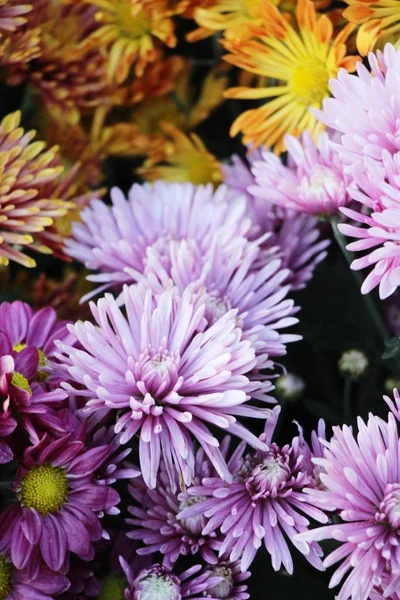 Chrysanthemen Blühen Schön Garten — Stockfoto