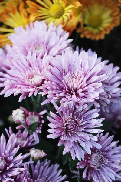 Chrysanthemen Blühen Schön Garten — Stockfoto