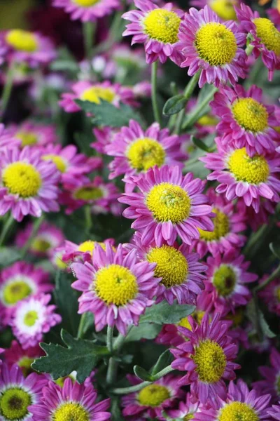 Krysantemum Blomma Vacker Trädgården — Stockfoto