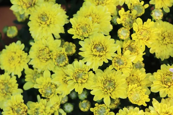 Flor Crisantemos Hermosa Jardín —  Fotos de Stock