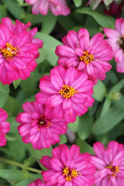 Beautiful Bloom Colorful Flowers Garden — Stock Photo, Image