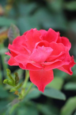 Güzel güller bahçede çiçek açan