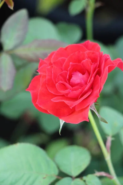 Саду Цветут Красивые Розы — стоковое фото