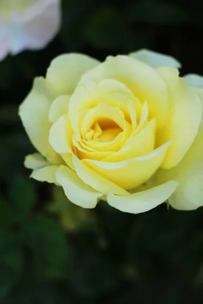 Hermosas Rosas Florecen Jardín — Foto de Stock