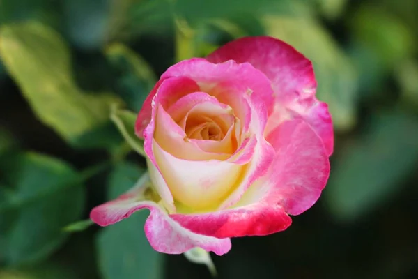 Hermosas Rosas Florecen Jardín —  Fotos de Stock