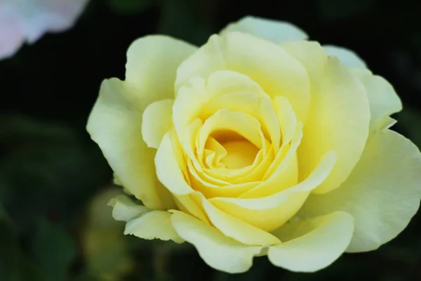 Belle Rose Sta Fiorendo Nel Giardino — Foto Stock