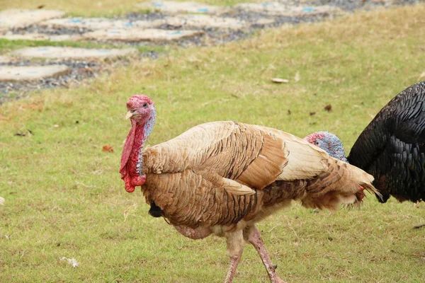 Pavo Zoológico Con Naturaleza — Foto de Stock