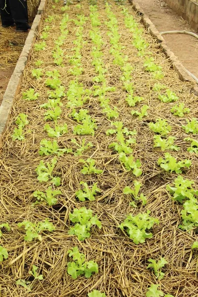Frischer Salat Für Die Gesundheit Garten — Stockfoto