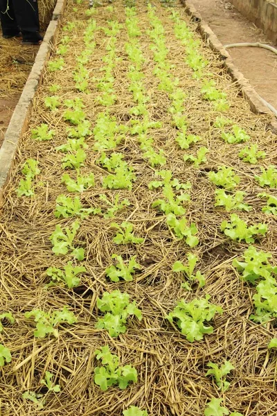 Lechuga Fresca Para Salud Jardín —  Fotos de Stock