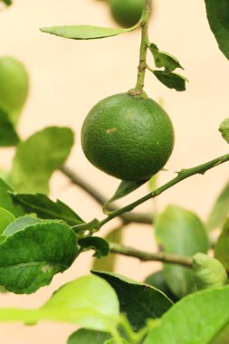 Limon meyve ağaç doğa ile