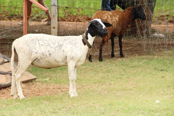 Cabras Fazenda Com Natureza — Fotografia de Stock