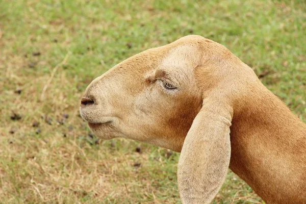 Chèvres Dans Ferme Avec Nature — Photo