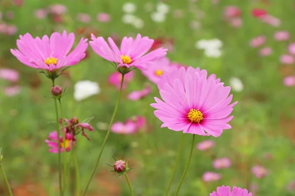 Belles Fleurs Colorées Cosmos Dans Jardin — Photo