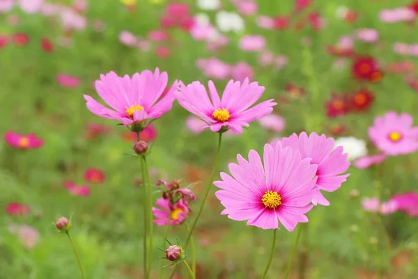 Hermosas Flores Colores Cosmos Jardín — Foto de Stock