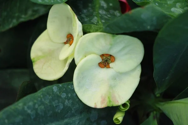 Euforbia Mili Coroa Espinhos Natureza — Fotografia de Stock