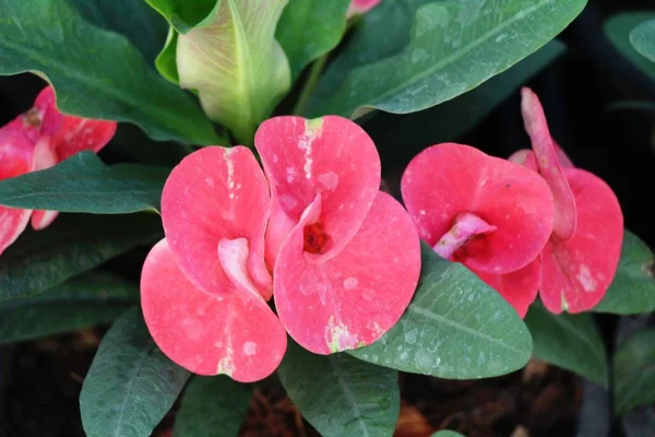 Euphorbia Milli Dornenkrone Der Natur — Stockfoto