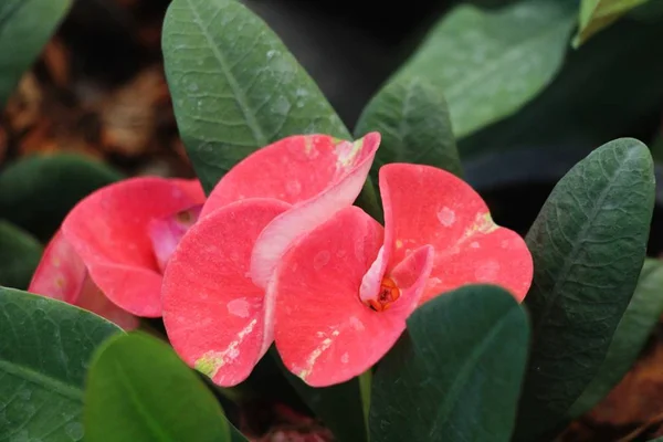 Euphorbia Milli Dornenkrone Der Natur — Stockfoto