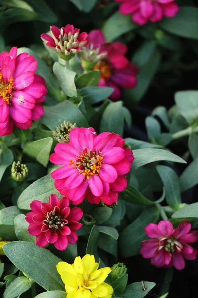 Bella Fioritura Fiori Colorati Giardino — Foto Stock