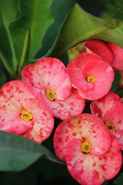 Euphorbia Milli Couronne Épines Dans Nature — Photo