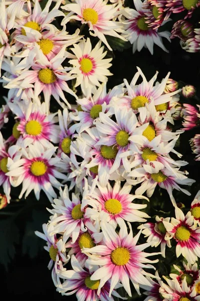 Chrysanthèmes Fleur Est Belle Dans Jardin — Photo