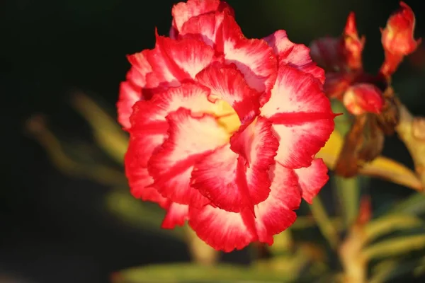 Azalea Blommorna Vackra Trädgården — Stockfoto