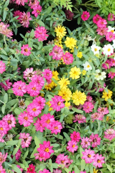 Zahradě Krásný Květ Chryzantémy — Stock fotografie