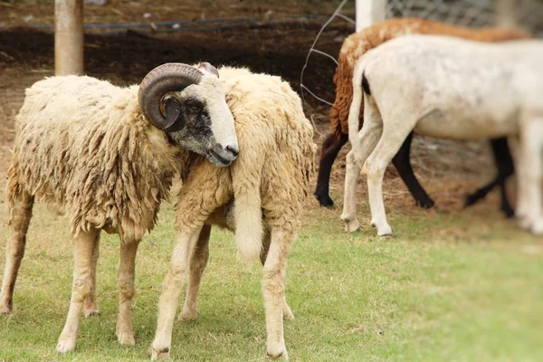 Овцы Ферме Природой — стоковое фото